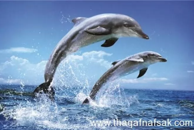 صور - 10 أسباب تجعل الدلافين حيوان أكثر من رائع