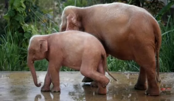 صور - شاهد: ظهور فيل غريب باللون الابيض فى تايلاند