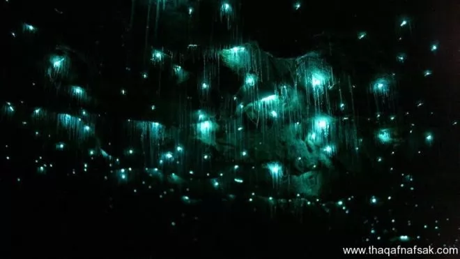صور - كهف سراج الليل في نيوزيلندا Waitomo Glowworm