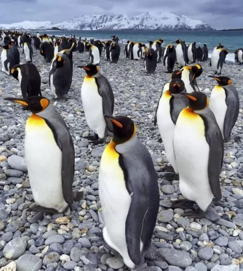صور - مواقف طريفة لاحد مصورى الحياة البرية مع طائر البطريق