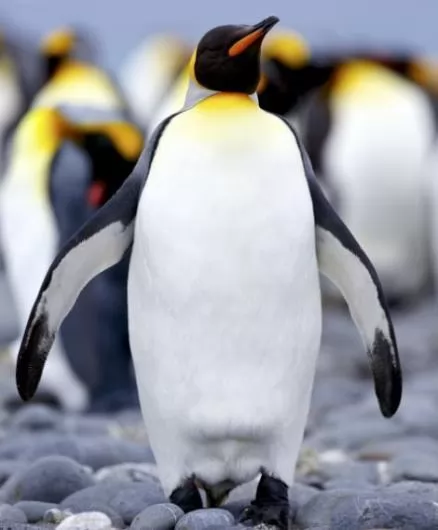 صور - مواقف طريفة لاحد مصورى الحياة البرية مع طائر البطريق