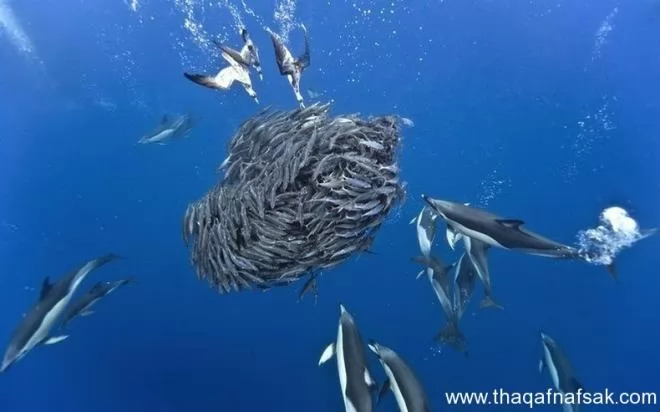 صور - شاهد بالصور اسماك القرش والدلافين وهى تصطاد