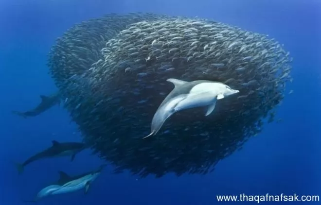 صور - شاهد بالصور اسماك القرش والدلافين وهى تصطاد