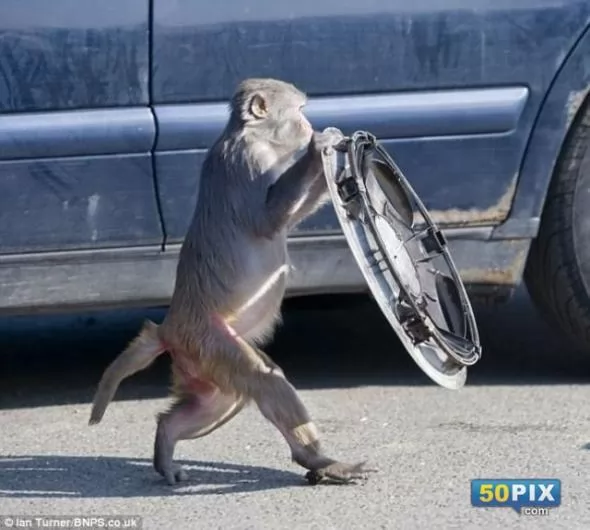 صور - مجموعة من القرود تقوم باغرب حالة سطو على سيارة