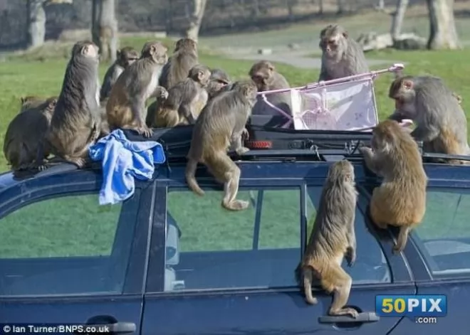 صور - مجموعة من القرود تقوم باغرب حالة سطو على سيارة