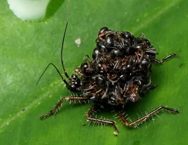 صور - اغرب طرق التخفى : الحشرة السفاحة تحمل جثث ضحاياها لترهب بها باقى الحشرات