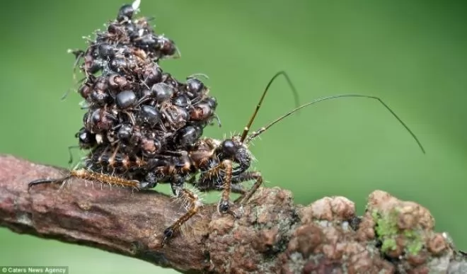 صور - اغرب طرق التخفى : الحشرة السفاحة تحمل جثث ضحاياها لترهب بها باقى الحشرات
