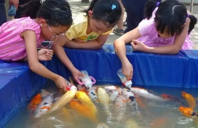 صور - بالفيديو والصور اطعام مجموعة من الاسماك بواسطة رضاعات الاطفال فى الصين