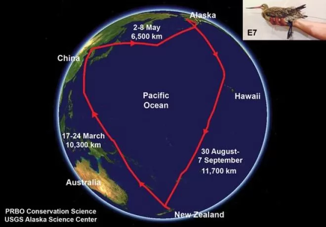 صور - بالصور طائر يطير بدون توقف من الاسكا الى نيوزيلاندا فى رحلة مسافتها تقدر باكثر من 11 كم