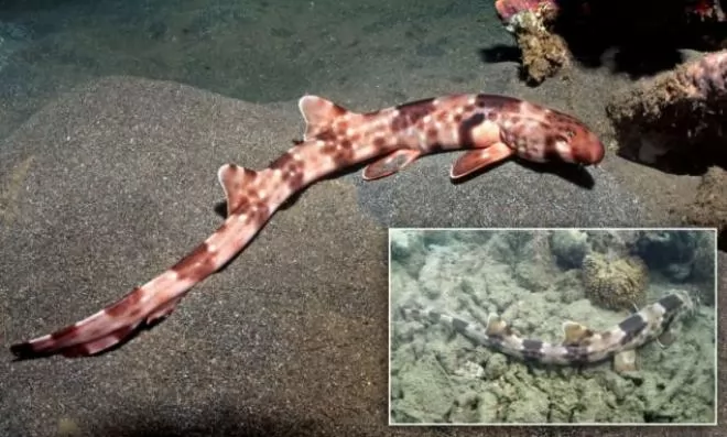 صور - فصيلة جديدة من سمك القرش يمشى تحت امواج البحر