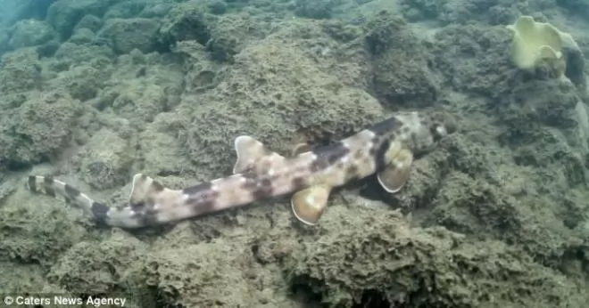 صور - فصيلة جديدة من سمك القرش يمشى تحت امواج البحر
