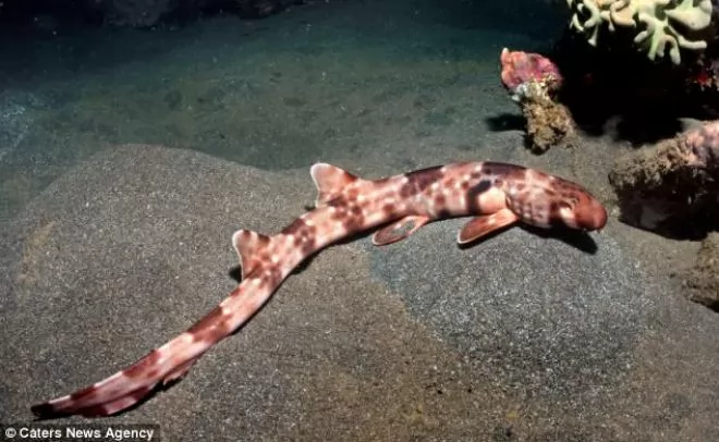 فصيلة جديدة من سمك القرش يمشى تحت امواج البحر