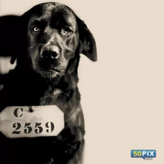صور - قصة اغرب من الخيال : حكم بالسجن مدى الحياة على كلب