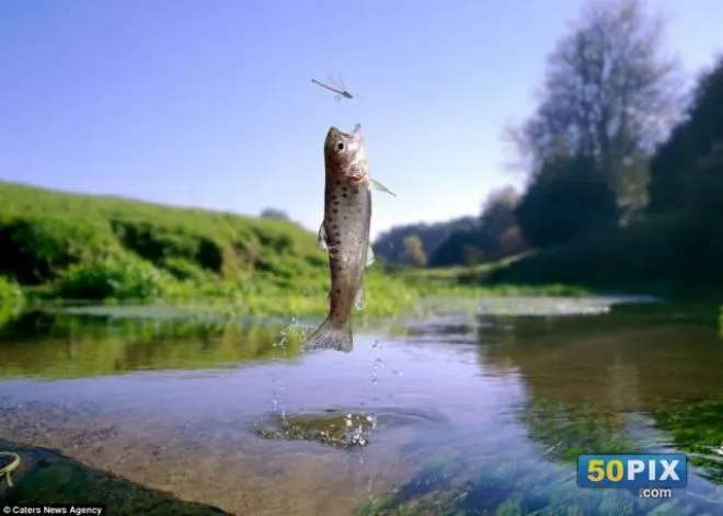 صور - بالصور سمكة تطير خارج المياه بطريقة مذهلة لالتقاط غذائها من الهواء