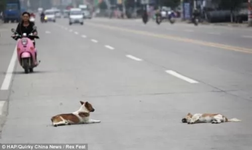 صور - مشهد يصور مدى الوفاء الذى يتمتع به الكلاب