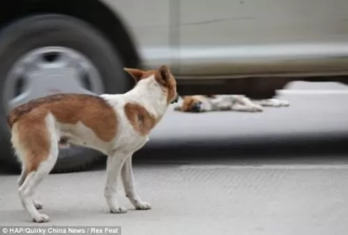 صور - مشهد يصور مدى الوفاء الذى يتمتع به الكلاب
