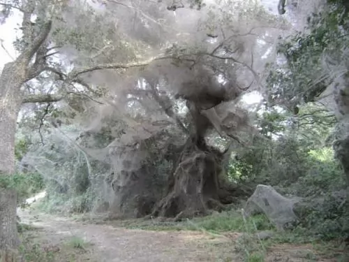 صور - ظاهرة أشجار العنكبوت المدهشة فى باكستان