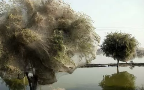 صور - ظاهرة أشجار العنكبوت المدهشة فى باكستان