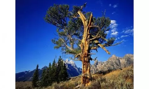 صور - اقدم الاشجار فى العالم