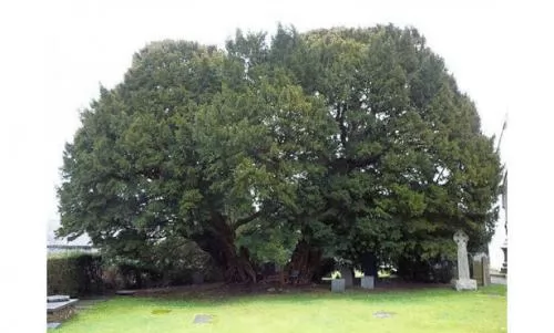 صور - اقدم الاشجار فى العالم