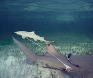 تعرف بالصور كيف يولد سمك القرش