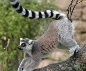 هل تحب أنواع معينة من الحيوانات وتذهب الى حدائق الحيوانات المختلفة لمشاهدتها ؟ هل تعلم أنه من بين الحيوانات التي قد تحب رؤيتها مهددة بخطر الإنقراض ؟ ...