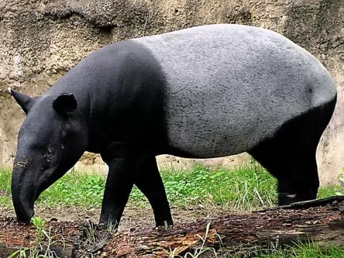 صور - حيوان التابير شبيه الخنزير احد اغرب الحيوانات