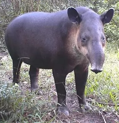 صور - حيوان التابير شبيه الخنزير احد اغرب الحيوانات