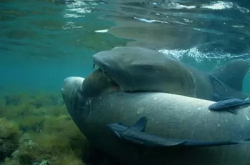 صور - تعرف بالصور كيف يولد سمك القرش