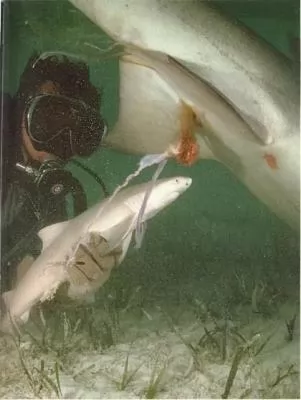 صور - تعرف بالصور كيف يولد سمك القرش