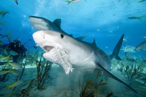 تعرف بالفيديو و الصور كيف يولد سمك القرش