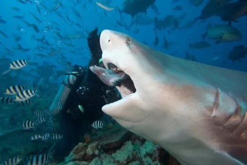 تعرف بالفيديو و الصور كيف يولد سمك القرش