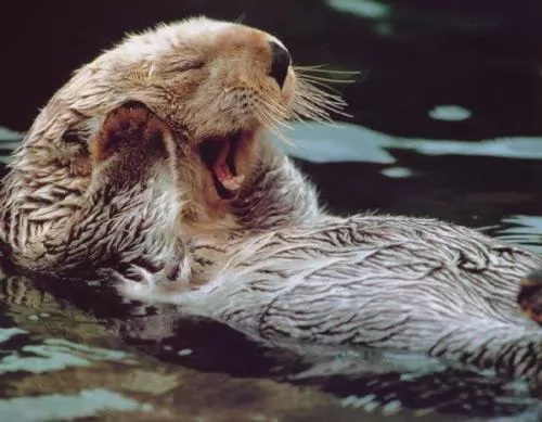 صور - حيوان القندس امهر الحيوانات فى السباحة