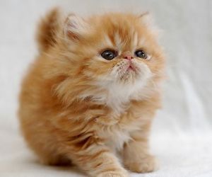 اشهر انواع القطط بالصور