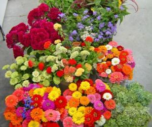 نباتات الظل وانواعها بالصور