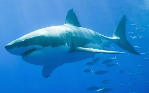صور - معلومات عن سمكة القرش بالصور والفيديو