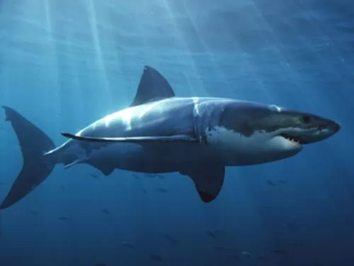 صور - معلومات عن سمكة القرش بالصور والفيديو