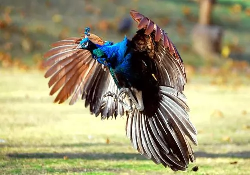 صور - شاهد صور الطاووس اجمل الطيور وهو يطير