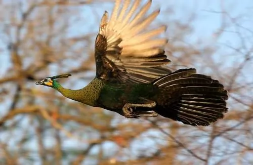 صور - شاهد صور الطاووس اجمل الطيور وهو يطير