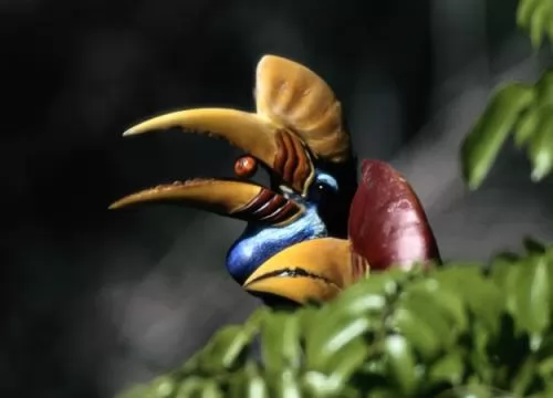 صور - سلسلة اجمل الطيور - طائر البوقير ذو الاكليل الاحمر