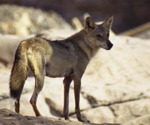 معلومات عن الذئب العربي بالصور والفيديو