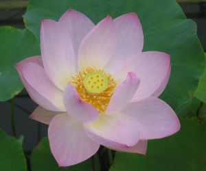 معلومات عن زهرة اللوتس بالصور