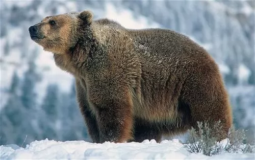 صور - سلسلة الحيوانات المفترسة : معلومات عن الدب البني بالصور والفيديو