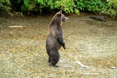 صور - سلسلة الحيوانات المفترسة : معلومات عن الدب البني بالصور والفيديو
