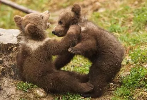 صور - سلسلة الحيوانات المفترسة : معلومات عن الدب البني بالصور