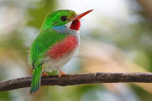 معلومات وصور اجمل الطيور فى العالم