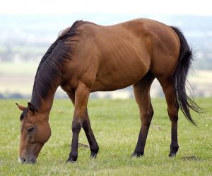 معلومات عن الحصان بالصور والفيديو