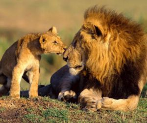 معلومات عن الاسد ملك الغابة بالصور والفيديو