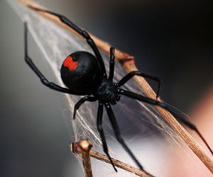 معلومات عن عنكبوت الارملة السوداء بالصور والفيديو