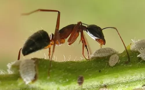 صور - معلومات عن النمل بالصور